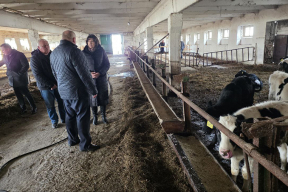 Ветеринар, сбежавший от распределения: «Я вывозил на тракторе за город мертвых коров и скидывал в яму»