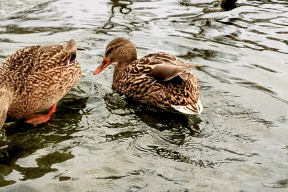 Дневник войны, глава 291. «Умирать не хочется. Так жить люблю, капец просто»