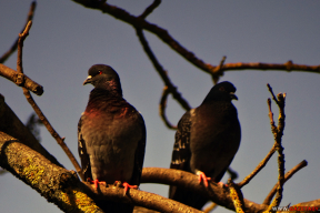 Как глава Гомельщины переплюнул по уровню забот добрушских чиновников, решавших проблему куста шиповника