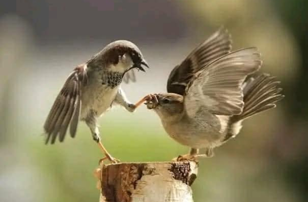 Тышкевіч: «Размова паміж літоўскім і беларускім бокам будзе. Але не толькі пра транзіт калію»