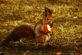 Вясновы настрой. Як усё жывое радуецца ранняму цяплу