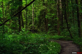 Украинцам открывают границу Беларуси для сбора ягод и грибов. МИД Беларуси: «Это не политический жест»